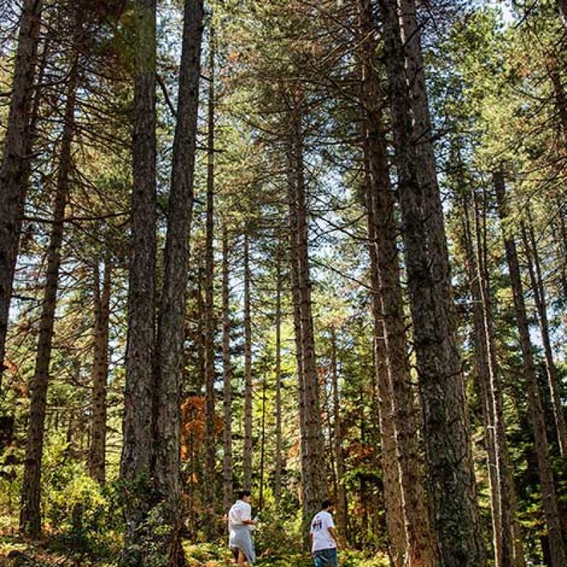 monopati-kastanitsa-prastos-02